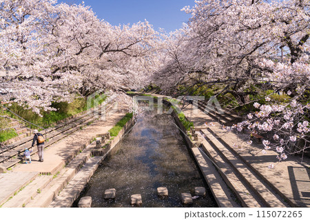 <Saitama Prefecture> Cherry blossom trees along the Motoarakawa River, a famous cherry blossom viewing spot 115072265