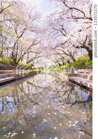 <Saitama Prefecture> Cherry blossom trees along the Motoarakawa River, a famous cherry blossom viewing spot 115072270