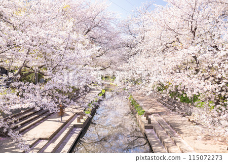 《埼玉縣》元荒川櫻花樹/賞花勝地 115072273