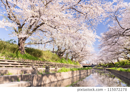 <Saitama Prefecture> Cherry blossom trees along the Motoarakawa River, a famous cherry blossom viewing spot 115072278
