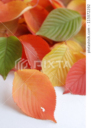 秋天的落葉（秋天的圖片） 115072292