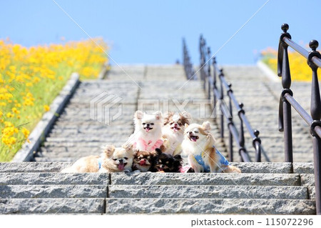 Chihuahua Chihuahua 115072296