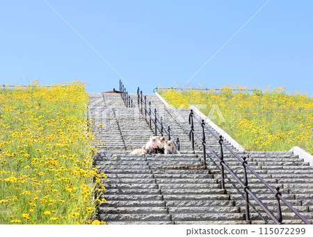 奇瓦瓦 奇瓦瓦 115072299