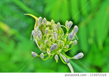 百子蓮花開始綻放(春季、五月) 百子蓮花開始綻放(春季、五月) 115072328