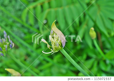 Agapanthus flowers beginning to bloom (spring, May) Agapanthus flowers beginning to bloom (spring, May) 115072337