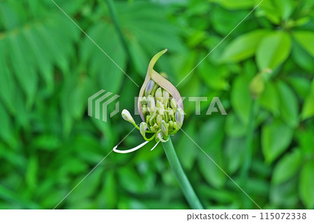 Agapanthus flowers beginning to bloom (spring, May) Agapanthus flowers beginning to bloom (spring, May) 115072338