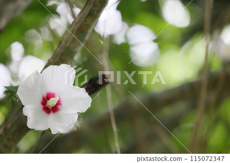 白色mukoge的花 115072347
