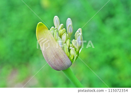 Agapanthus flowers beginning to bloom (spring, May) 115072354