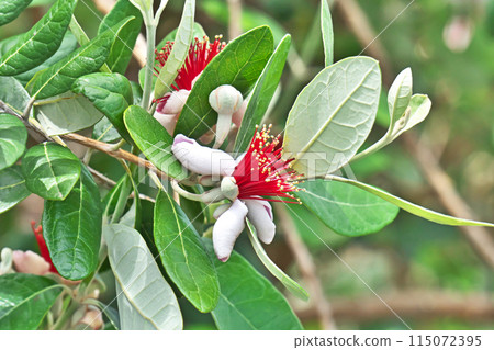 Red and white feijoa flowers (spring, May) Red and white feijoa flowers (spring, May) 115072395