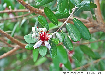 Red and white feijoa flowers (spring, May) Red and white feijoa flowers (spring, May) 115072399