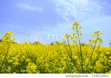 Rape flower field in full bloom 115072403