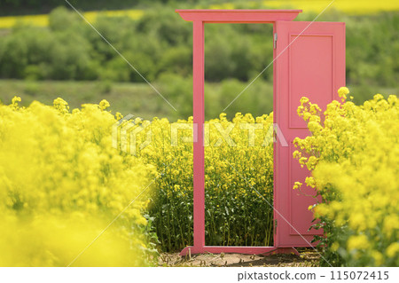 油菜花盛開的田野和粉紅色的門 115072415