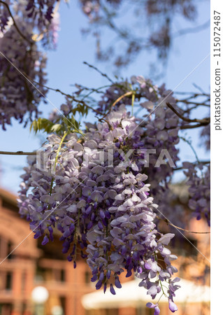 Blooming clay on the background of the blue sky. Wisteria flowers 115072487