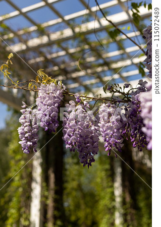Blooming clay on the background of the blue sky. Wisteria flowers Blooming clay on the background of the blue sky. Wisteria flowers 115072489