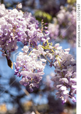 Blooming clay on the background of the blue sky. Wisteria flowers 115072497