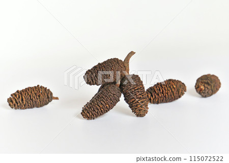 Fallen alder fruit from last year (spring, May) 115072522