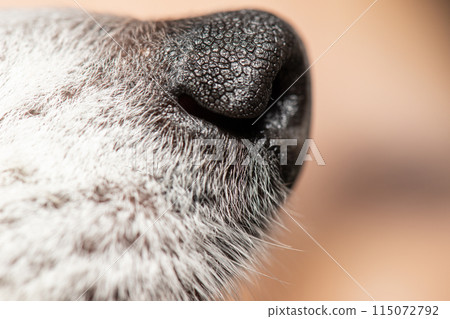 Miniature Fox Terrier nose 115072792