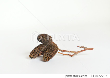 Fallen alder fruit from last year (spring, May) 115072793