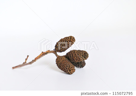 Fallen alder fruit from last year (spring, May) Fallen alder fruit from last year (spring, May) 115072795