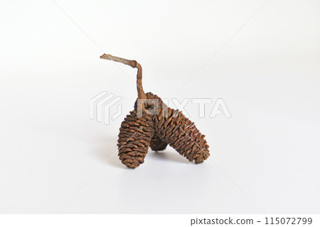 Fallen alder fruit from last year (spring, May) 115072799