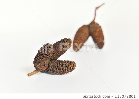 Fallen alder fruit from last year (spring, May) Fallen alder fruit from last year (spring, May) 115072801