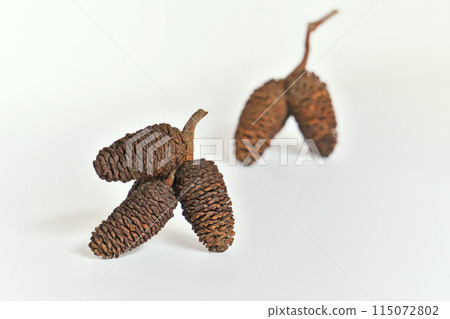 Fallen alder fruit from last year (spring, May) 115072802