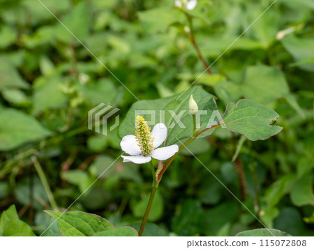 Houttuynia cordata flowers starting to bloom in early summer (21st Century Forest and Square, Matsudo City, Chiba Prefecture) 115072808