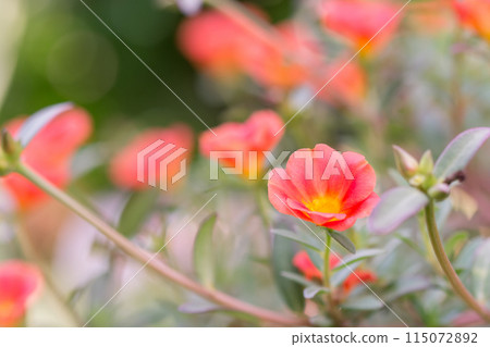 Portulaca Beautiful Flowers in soft warm light. Vintage autumn landscape blurry nature background. 115072892