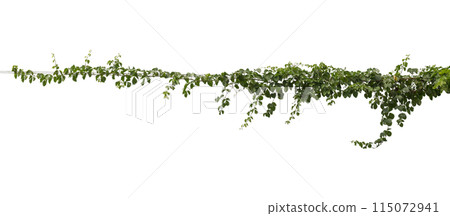 Plant tropical foliage vine, Ivy green hang isolated on white background, clipping path Plant tropical foliage vine, Ivy green hang isolated on white background, clipping path 115072941