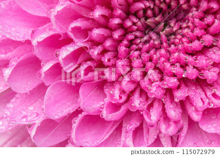 Pink Gerbera Flower with drops close-up background Pink Gerbera Flower with drops close-up background 115072979