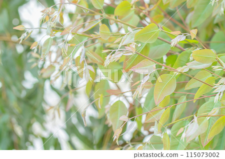 Eucalyptus leaves. branch eucalyptus tree nature background 115073002