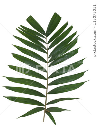 Palm Leaves isolated on white background. Clipping path 115073011
