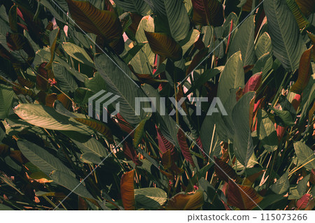 Green leaf background 115073266