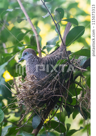 Dove in the nest on tree 115073313