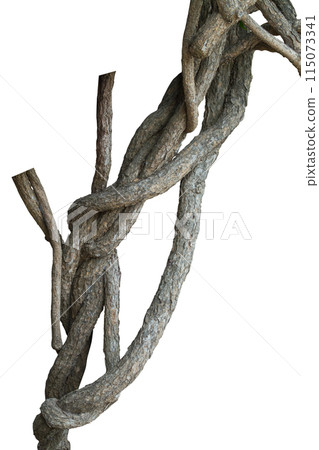 Twisted vine isolated on white background. Clipping path Twisted vine isolated on white background. Clipping path 115073341
