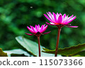 Flower Lotus pink 115073366