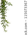 vine plant isolated on white background. Clipping path 115073367