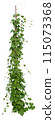 vine plant isolated on white background. Clipping path 115073368