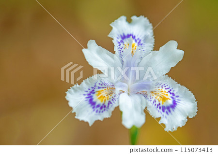 Flowers around the house, various in the four seasons. Beautiful purple Iris flowers have bloomed in the shade of the trees in the garden. 115073413