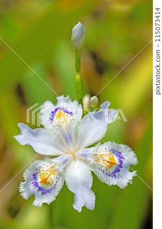 Flowers around the house, various in the four seasons. Beautiful purple Iris flowers have bloomed in the shade of the trees in the garden. 115073414