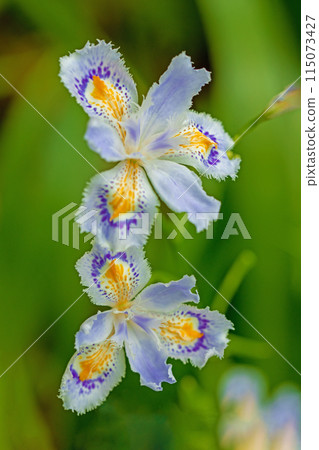 Flowers around the house, various in the four seasons. Beautiful purple Iris flowers have bloomed in the shade of the trees in the garden. Flowers around the house, various in the four seasons. Beautiful purple Iris flowers have bloomed in the shade of the trees in the garden. 115073427