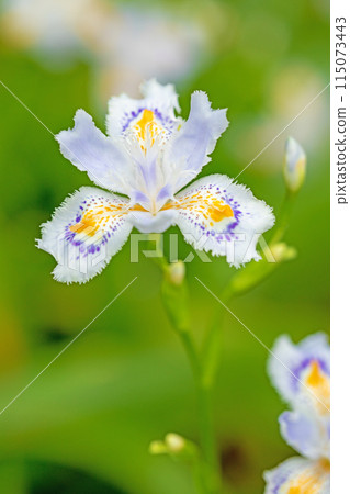 Flowers around the house, various in the four seasons. Beautiful purple Iris flowers have bloomed in the shade of the trees in the garden. 115073443