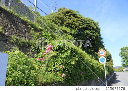 Azaleas blooming along the road 115073676