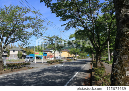 作為行道樹 作為行道樹 115073689