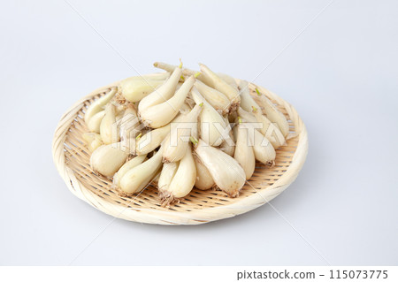 原始 rakkyo 白色背景堆 115073775