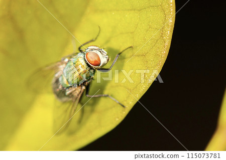 Common Green Bottle Fly 115073781