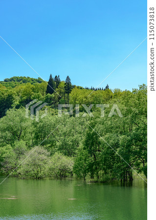 Lake Shirakawa: Blue sky, remaining snow and fresh green submerged forest 115073818