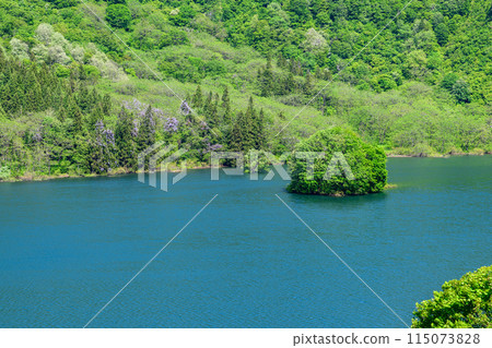 Lake Shirakawa: Blue sky, remaining snow and fresh green submerged forest 115073828