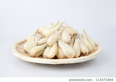 原始 rakkyo 白色背景堆 115073869