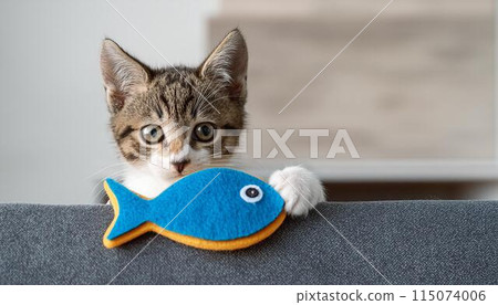 A cat bringing a toy and asking to play 115074006
